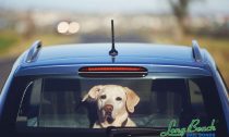 Leaving pets behind
