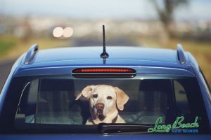 Leaving pets behind