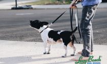 consequences of barking dog