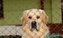 Animal-cruelty-laws